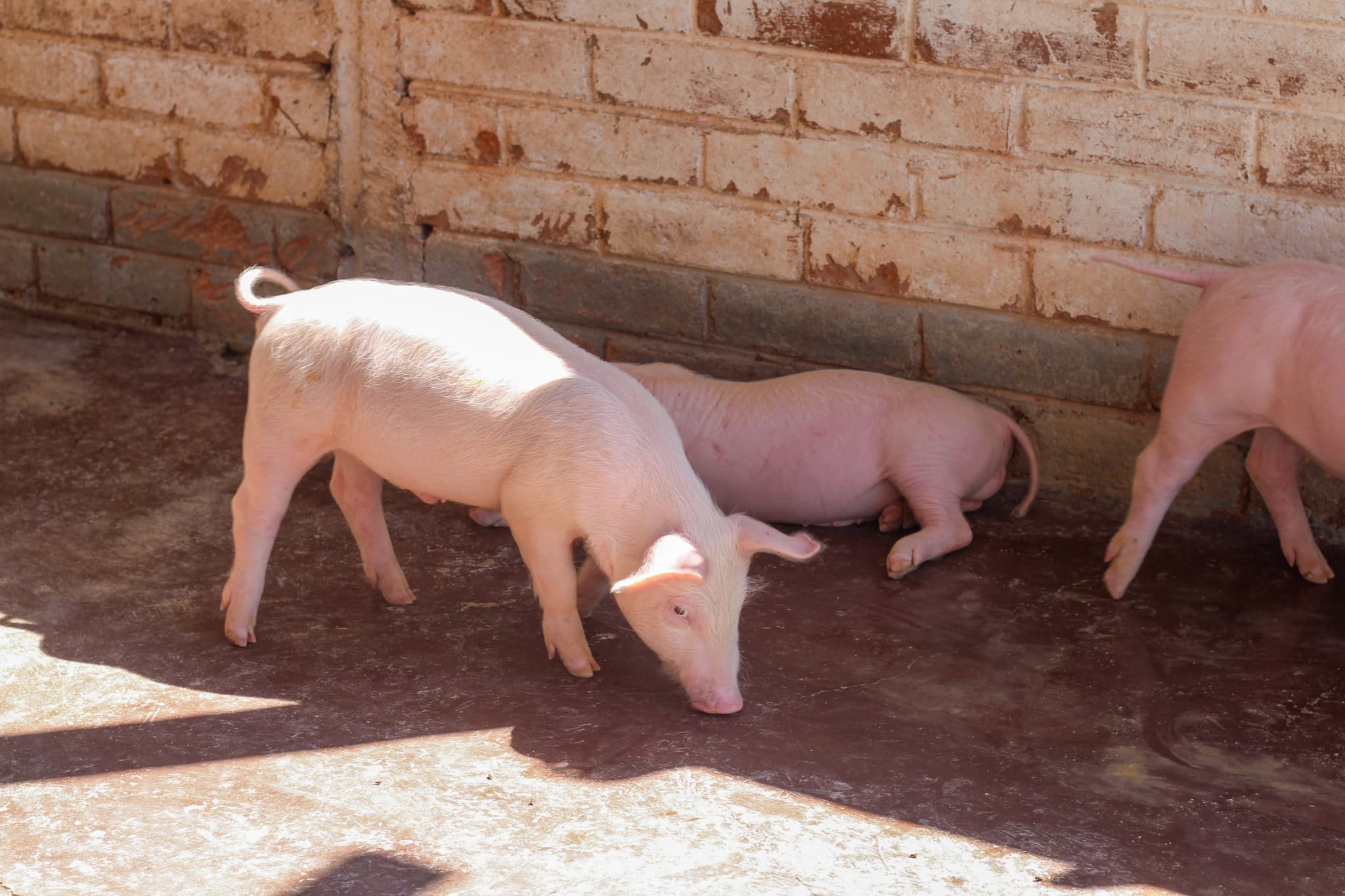 Ferkel laufen und liegen