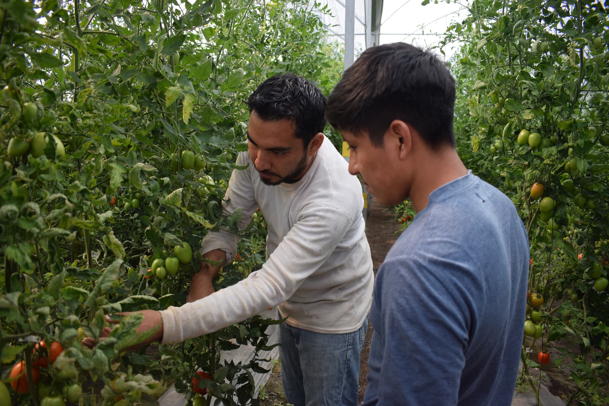 Modesto und ein Mann bei der Tomatenernte