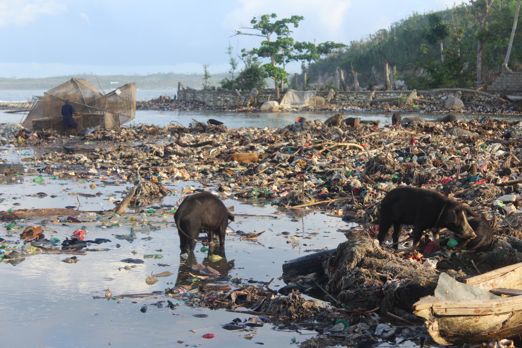 Ein Küstenabschnitt in Haiti, der nach einem Hurrikan vollkommen zerstört ist. Auf dem Berg an Schutt und Müll stehen zwei Schweine, die nach Essen suchen.