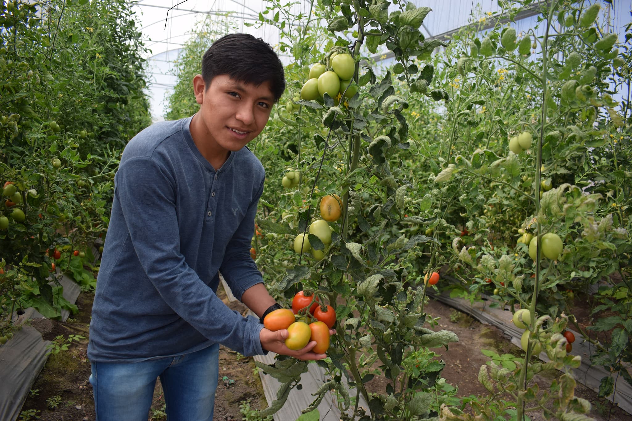 Modesto erntet Tomaten